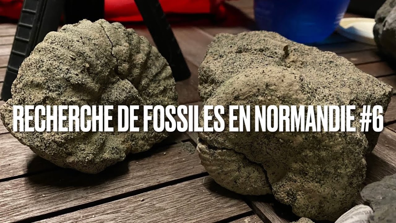 Recherche de fossiles en Normandie #6