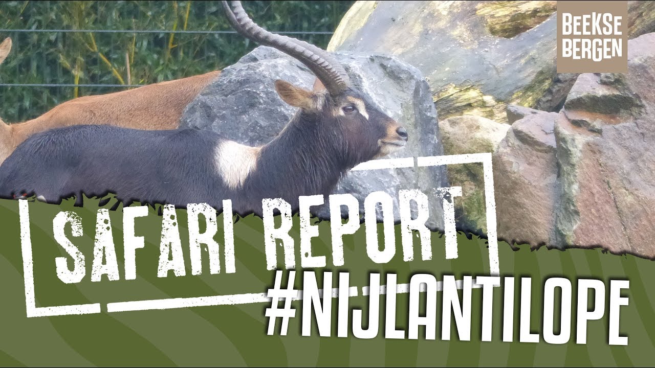 SAFARI REPORT | #94 NIJLANTILOPE