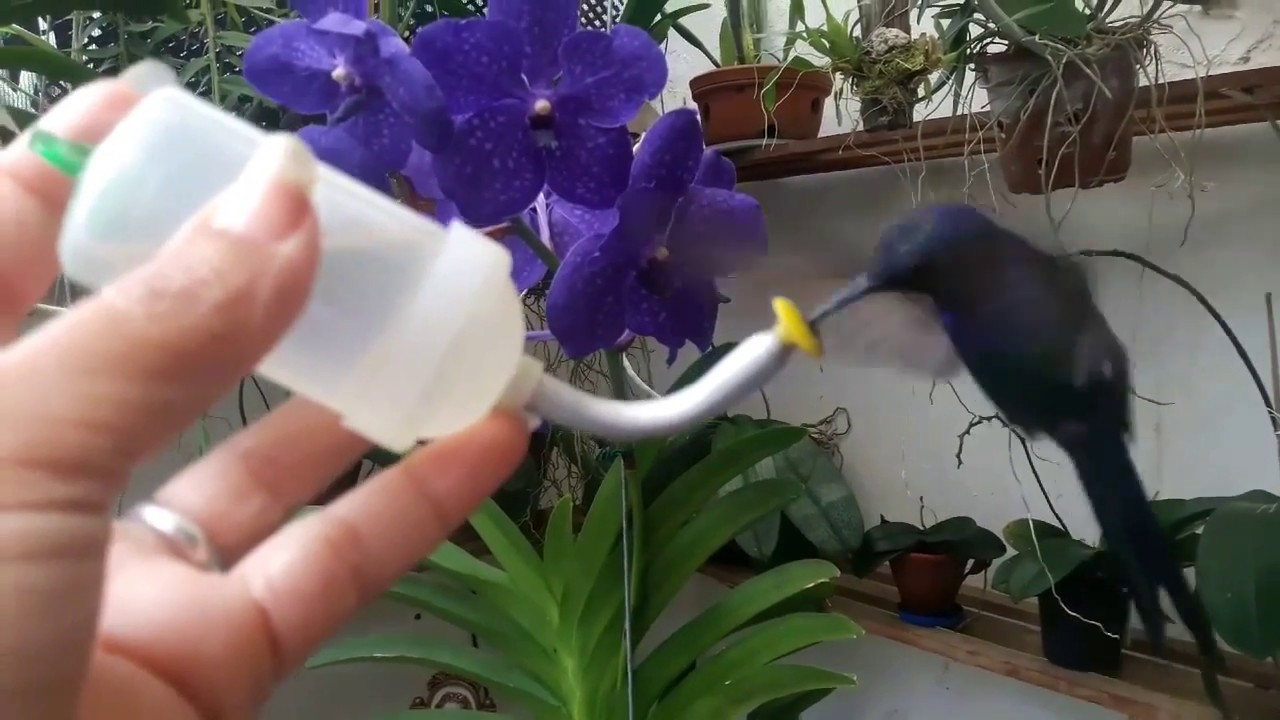 BEBEDOURO PARA BEIJA-FLOR - DICAS E CUIDADOS