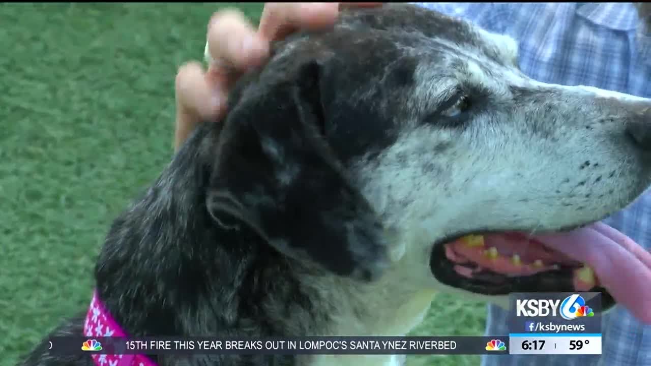 Pet Tales Pet of the Week: Shooter