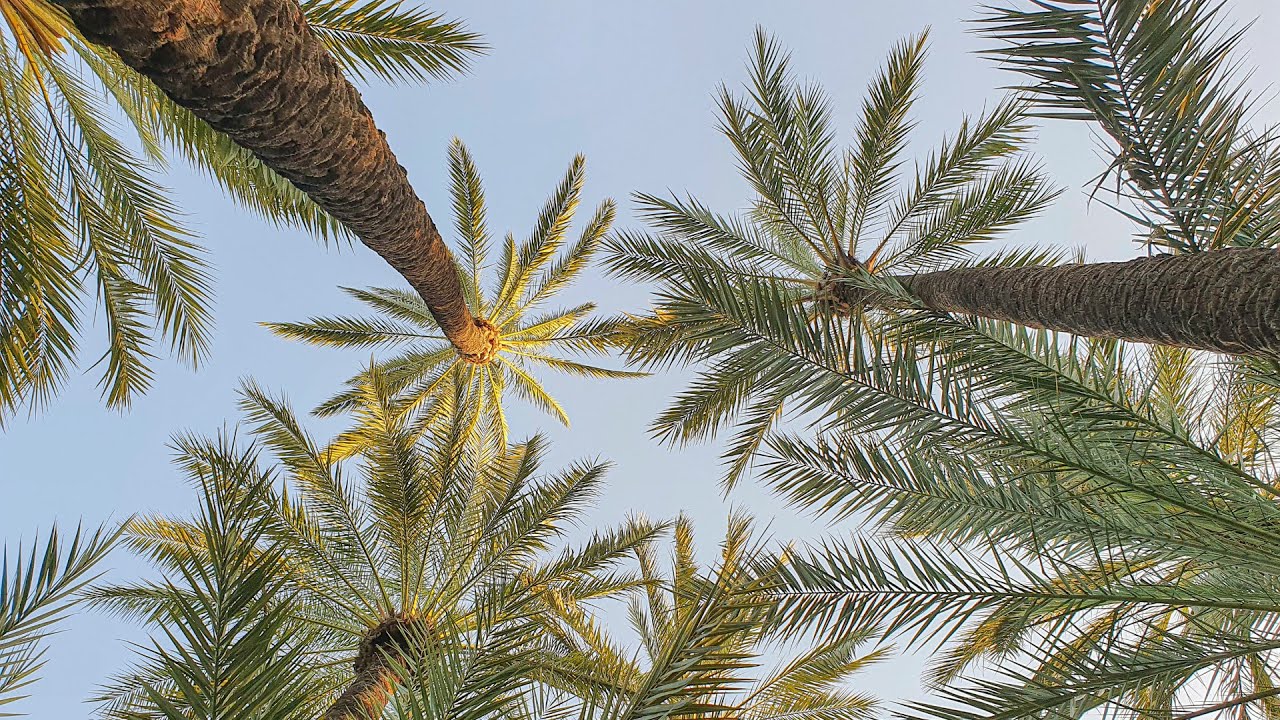 El Palmeral de Orihuela, un tesoro de la naturaleza #MediterráneoEnAcción