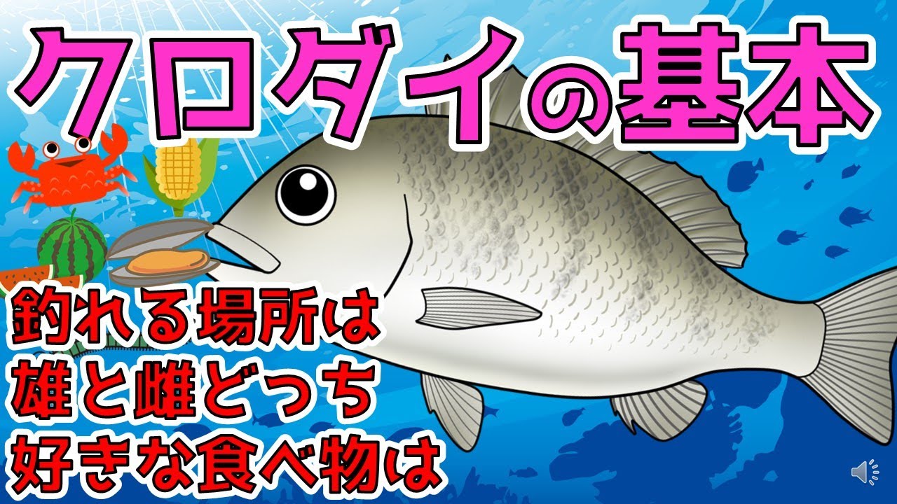 【クロダイ（チヌ）】黒鯛を知っている人知らない人の差は大きい