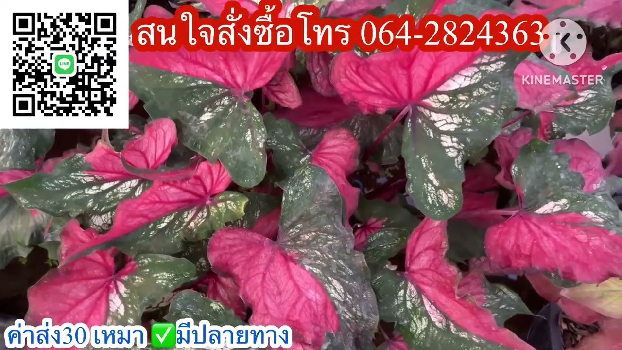 Ep.1268🩷บอนสีมาแล้ว สวยๆ ค่ะ แบ่งหลากหลายพันธุ์เลือกได้ค่ะ☎️โทร064-2824363