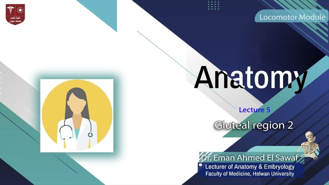 5. Gluteal Region