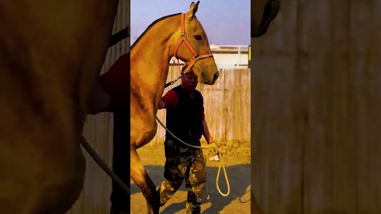 This golden horse ready for work
