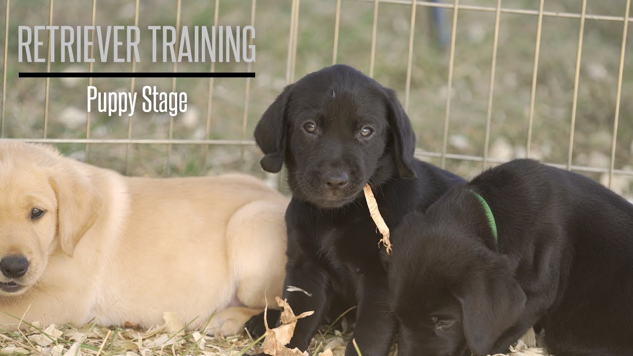 Стадия щенка с питомником Brookstone Kennels Performance Gundogs — дрессировка охотничьих собак
