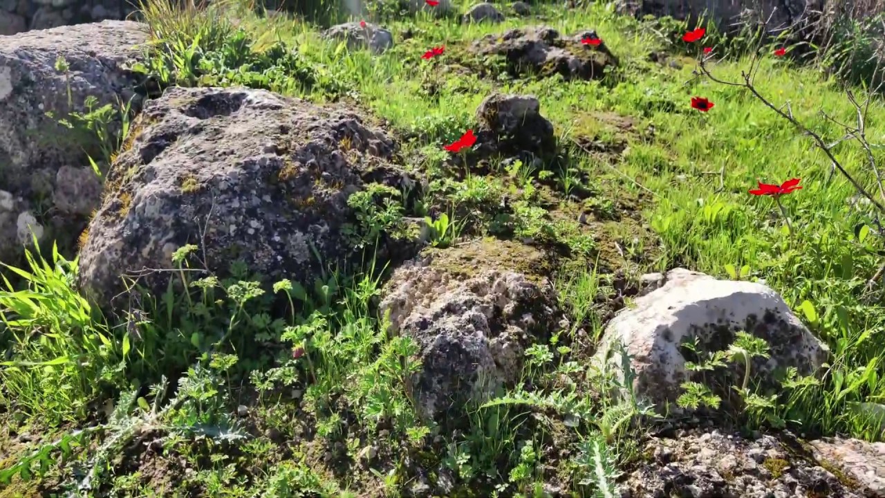 Anemone. Aerial. Bet Shemesh. Israel.