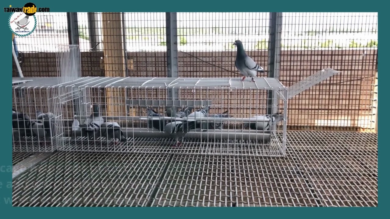 Net Free Catching Pigeon Feeding Cage | Pirate King Enterprise Co., Ltd. | Taiwantrade