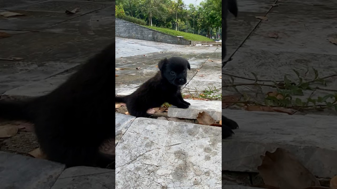 Rescue the lost puppy and the heartwarming ending💚 #pawsofhope26 #puppy #pawsn #rescuedog