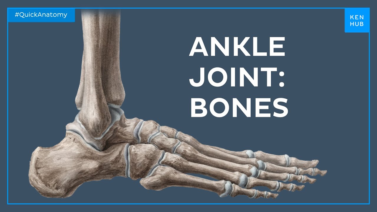 Bones of the ankle joint - Quick Anatomy |&nbsp;Kenhub
