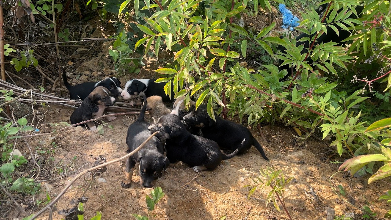 Ormandan Gelen Sesi Takip Edince Yavru K&ouml;pekleri Bulduk