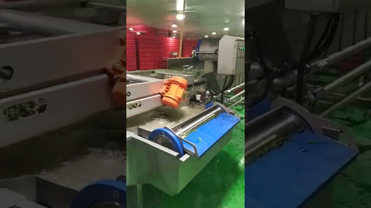 Customer on-site real shot - spinach sorting, cleaning, blanching production line