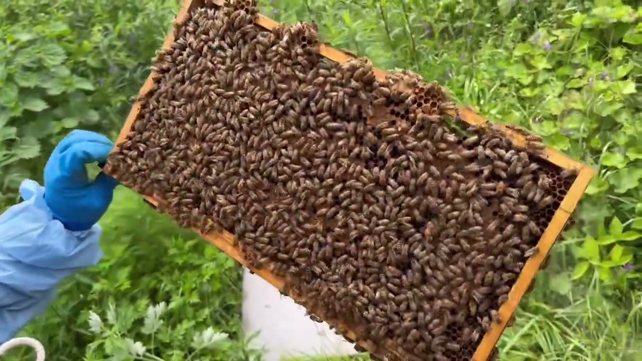 養蜂一年生に教える西洋蜜蜂のお世話　5月初旬の内見、巣枠の配置、巣礎足し
