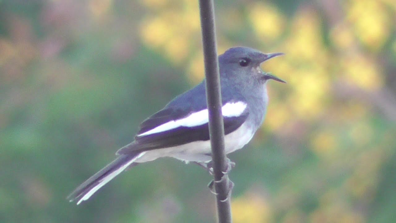 Female oriental magpie robin singing