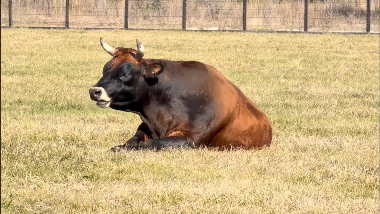 LIVE: Longhorn and Horses