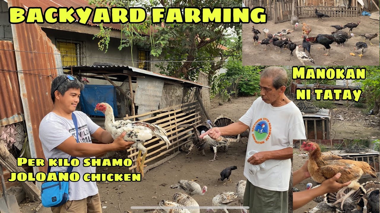 BACKYARD FARMING | SIMPLENG MANOKAN NG ATING KAIBIGAN | PER KILO SHAMO JOLOANO CHICKEN | GENSAN CITY