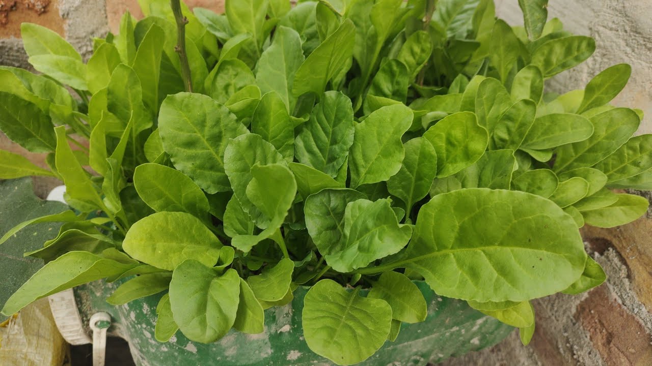 বাড়ির ছাদে পালং শাক চাষ | grow spinach easily at home