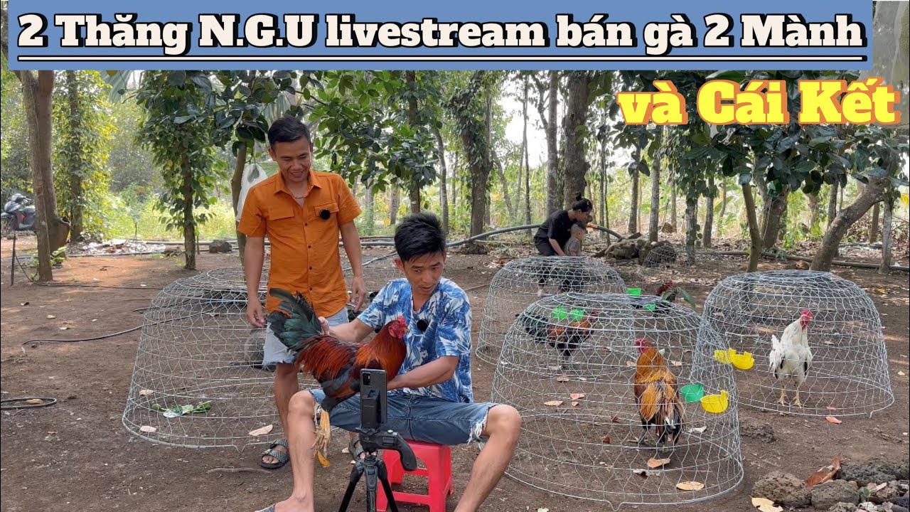 Bánh Bao, 7 Lé “kết hợp lại” Báo 2 Mành 1 khúc hơi sâu - 2 Mành tức khóc luôn rồi