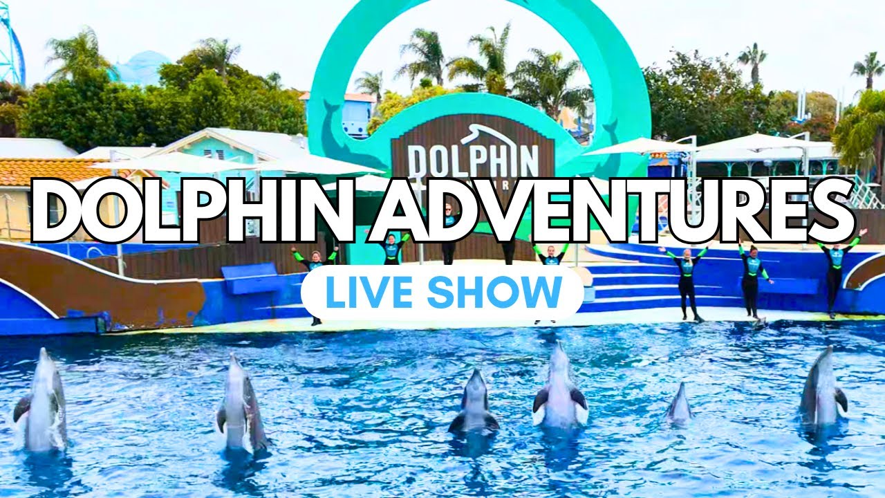 Dolphin Adventures | SeaWorld San Diego 2025 | San Diego, California