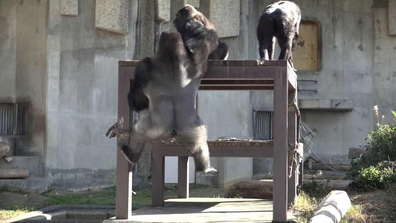 Shabani wants his wife Gorilla to play with him, and he tries to get her attention. Silver back.