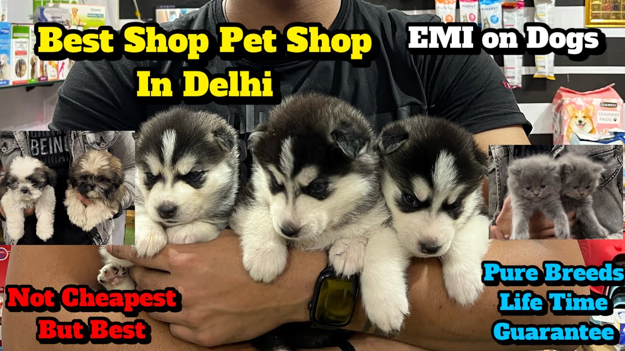 Cheapest Dogs Market In Delhi NCR | Husky Puppy | Dog in Cheap Price | Dog market