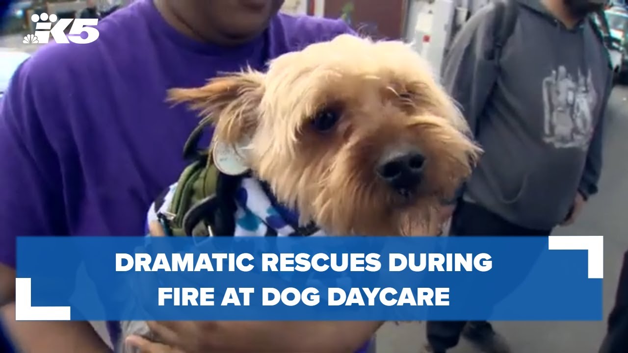 Dramatic rescues during fire at dog daycare