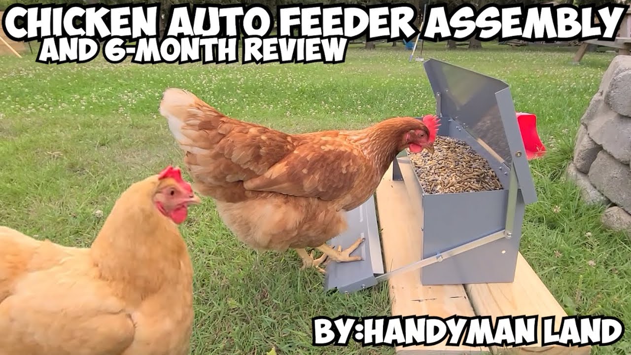 Chicken AUTO FEEDER Assembly and 6 - Month Review