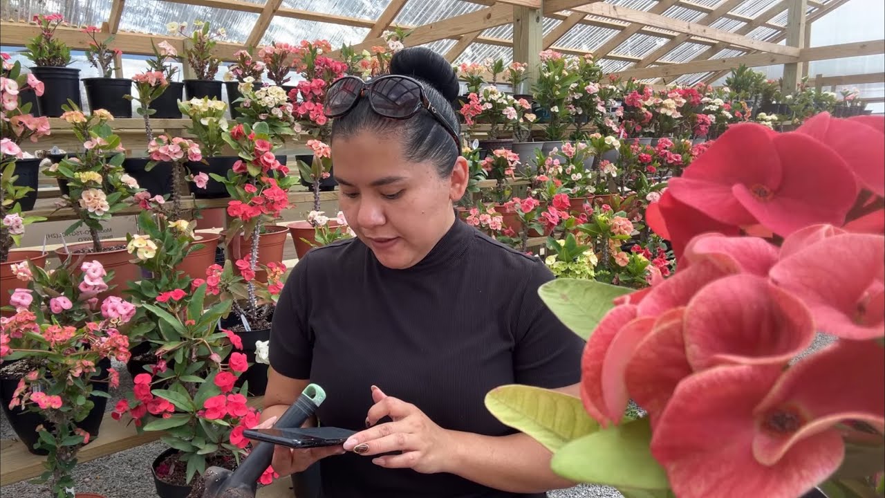 Creciendo Coronas y Más Plantas Con Yas is live!
