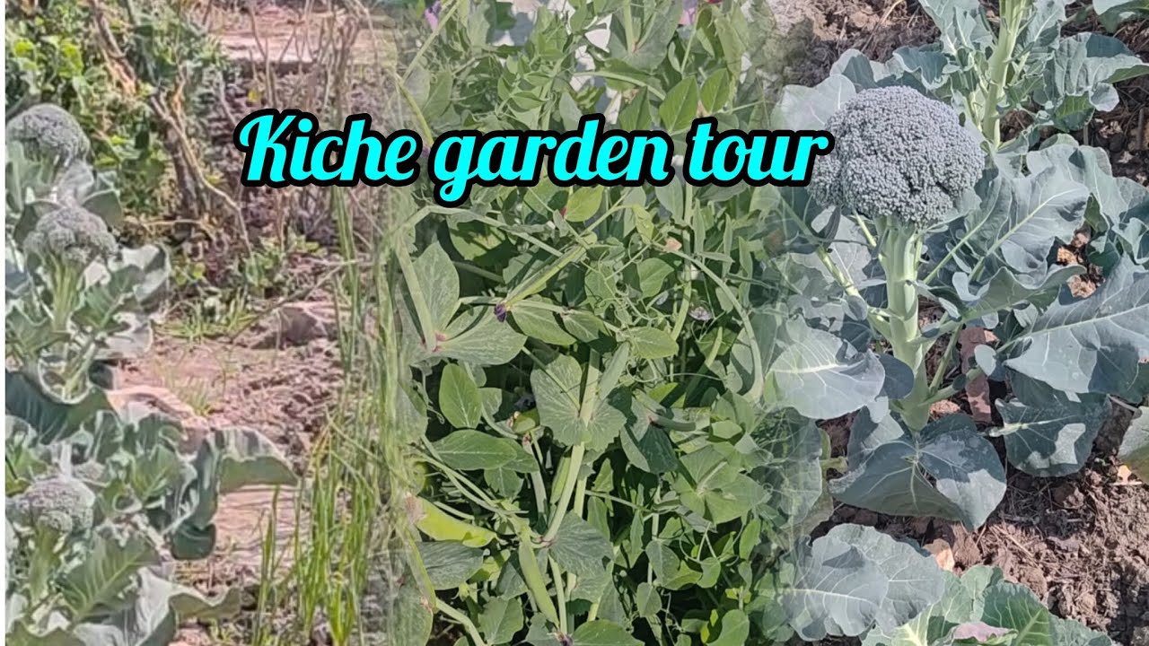 Kitchen garden tour 🥬🥦🍅🫛🧅🫜l Fresh vegetables from kichen garden ll #organicgardening #organicfarming