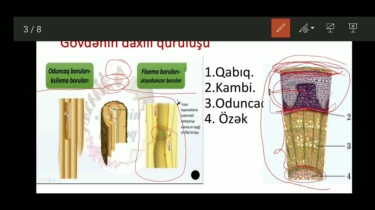 Vegetativ orqanlar-gövdə.Dərs izahı