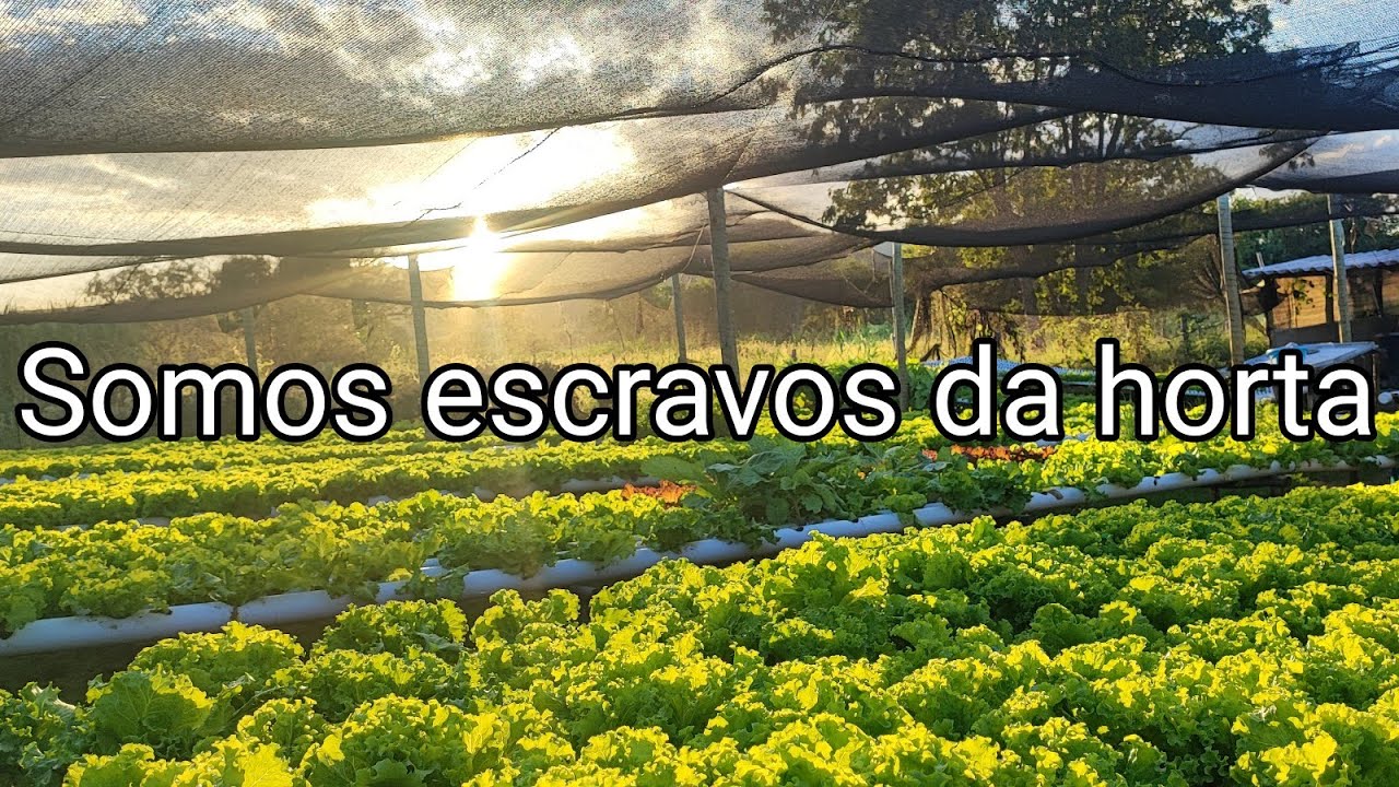 Pense 2 vezes antes de montar uma hidroponia !