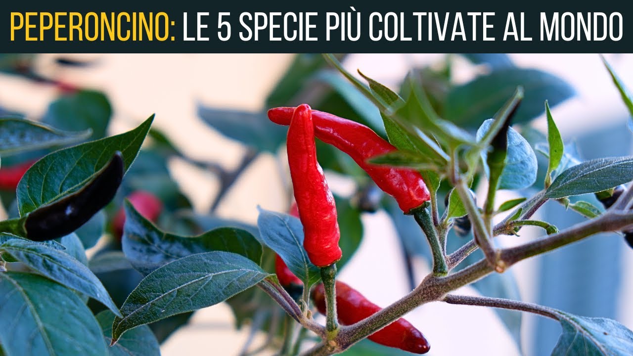 Le 5 SPECIE DI PEPERONCINO🌶 più coltivate al mondo🌍 | Food Stories
