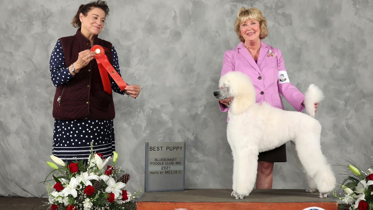 AKC Beginner Puppy at 2021 Poodle Specialty