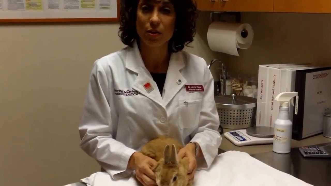 Signs your rabbit needs to see a vet
