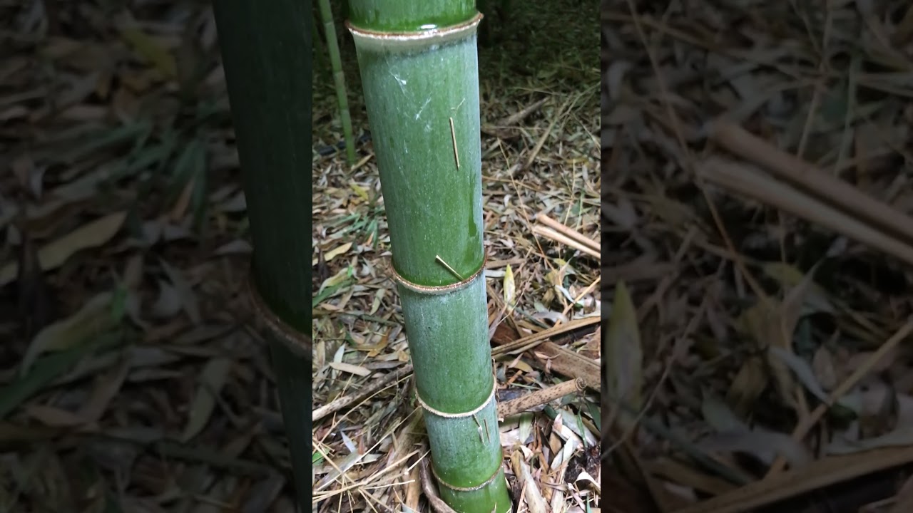 🏆Bambuseti TOP: bosco di Barussa ( Brescia) alla sua 5^ primavera! - luglio 2021-