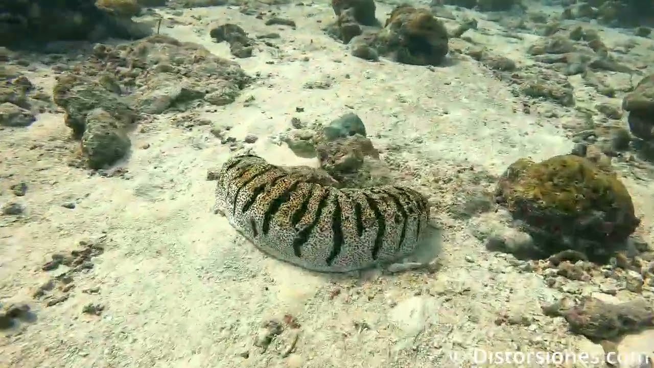 11052025 Rasdhoo Channel