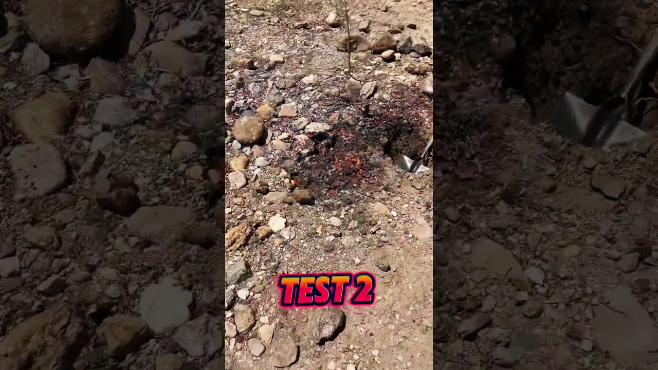 Prospecting for chunky gold at cache creek