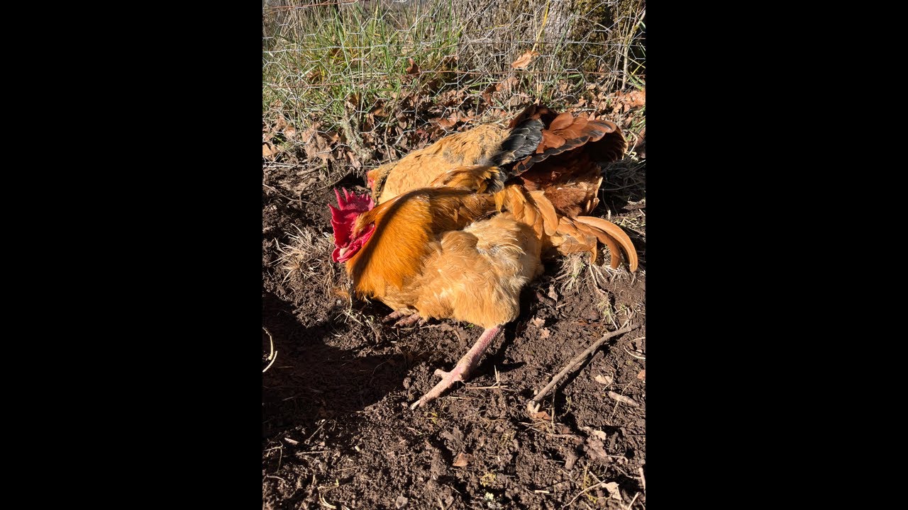 Clucky Chickens Live! Chickens Enjoying The Sunshine ~ Relaxing