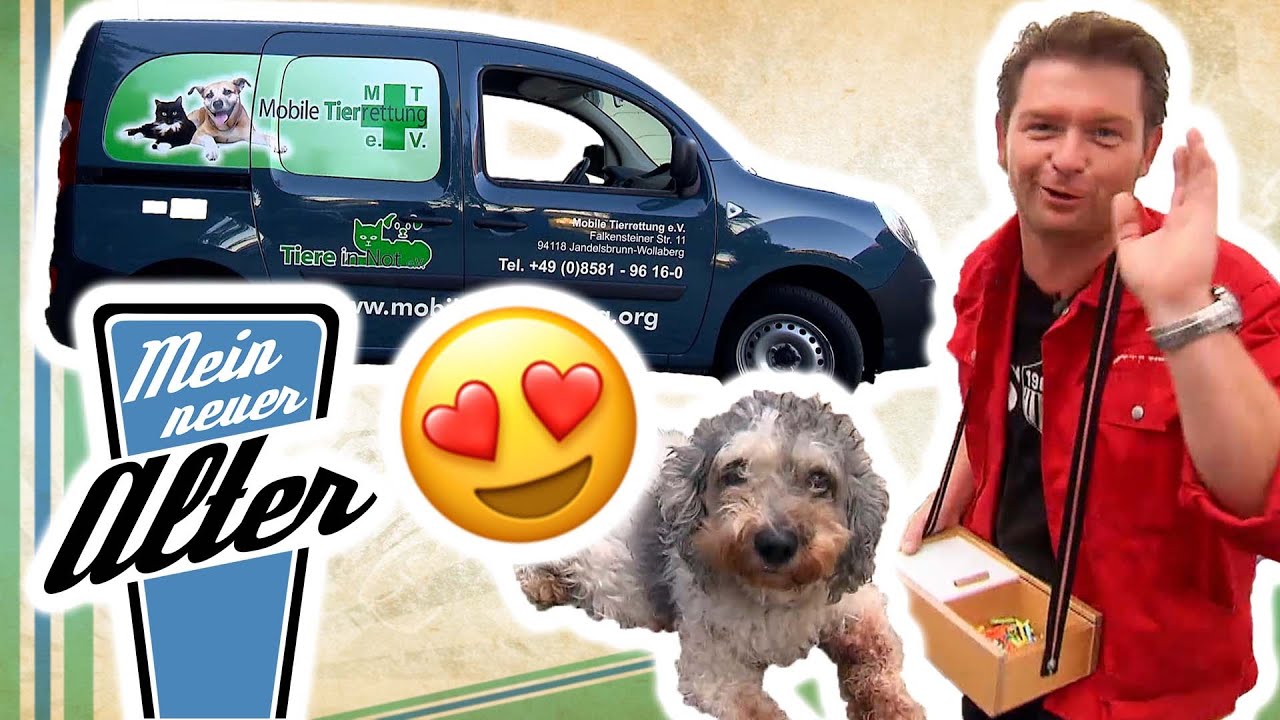 🐶 Mobile Tierrettung in NOT! - Ein neuer Transporter muss her! 🚐 | Mein neuer Alter