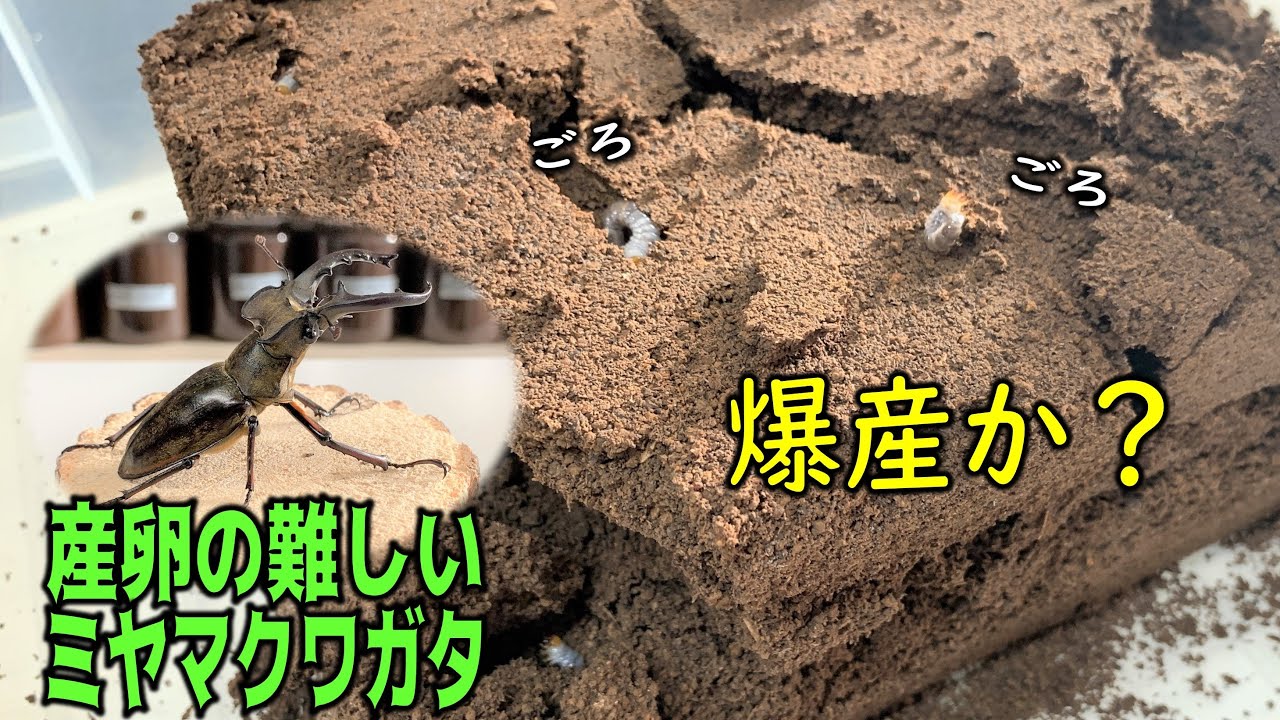 夏に採集したミヤマクワガタの産卵ケースをひっくり返してみると…（くろねこチャンネル）