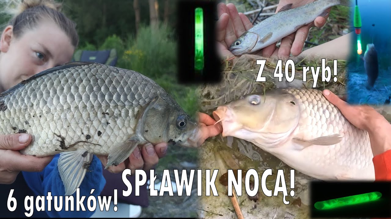 ŚWIETLIK W SPŁAWIKU - NOCKA NA MOIM NOWYM STAWIE - nałowiłem się aż mam dość