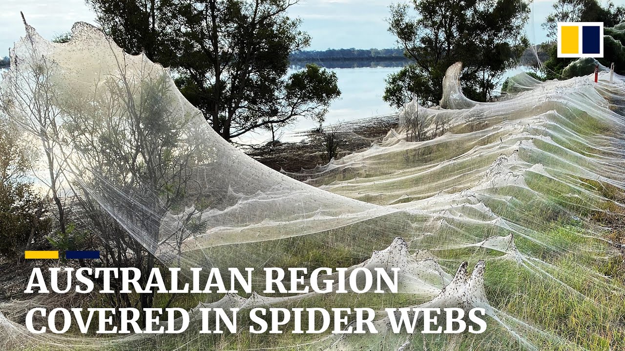 Cobwebs blanket Australian region as spiders flee floods