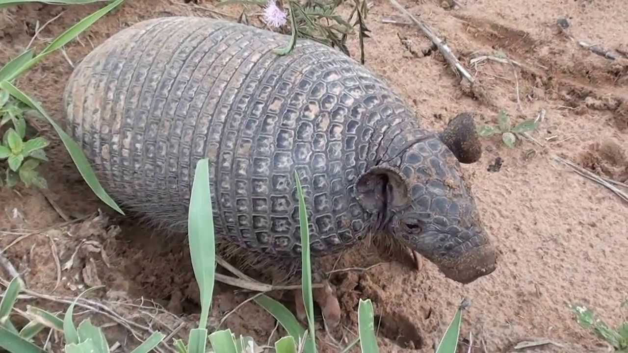 Три разных вида броненосцев, Dasypus novemcinctus, Euphractus sexcintus, Cabassous unicinctus,