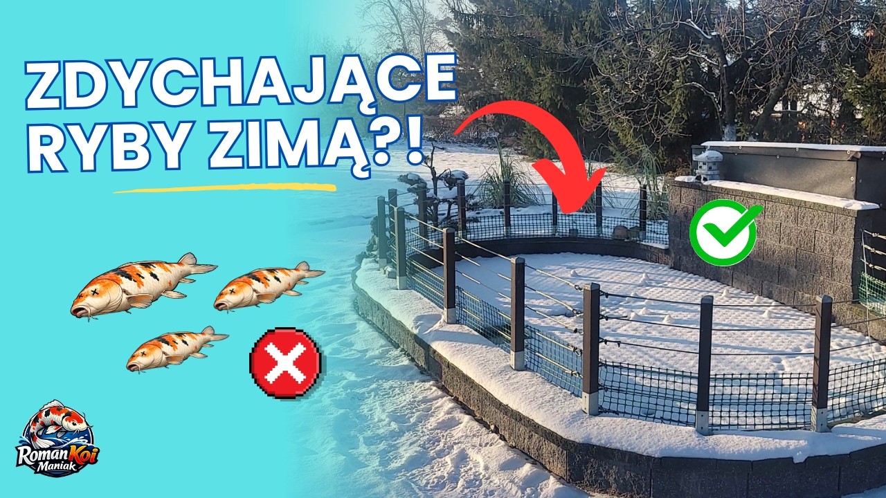 Straty w Rybach w Oczku Wodnym Zimą? | Jak temu zapobiec ?