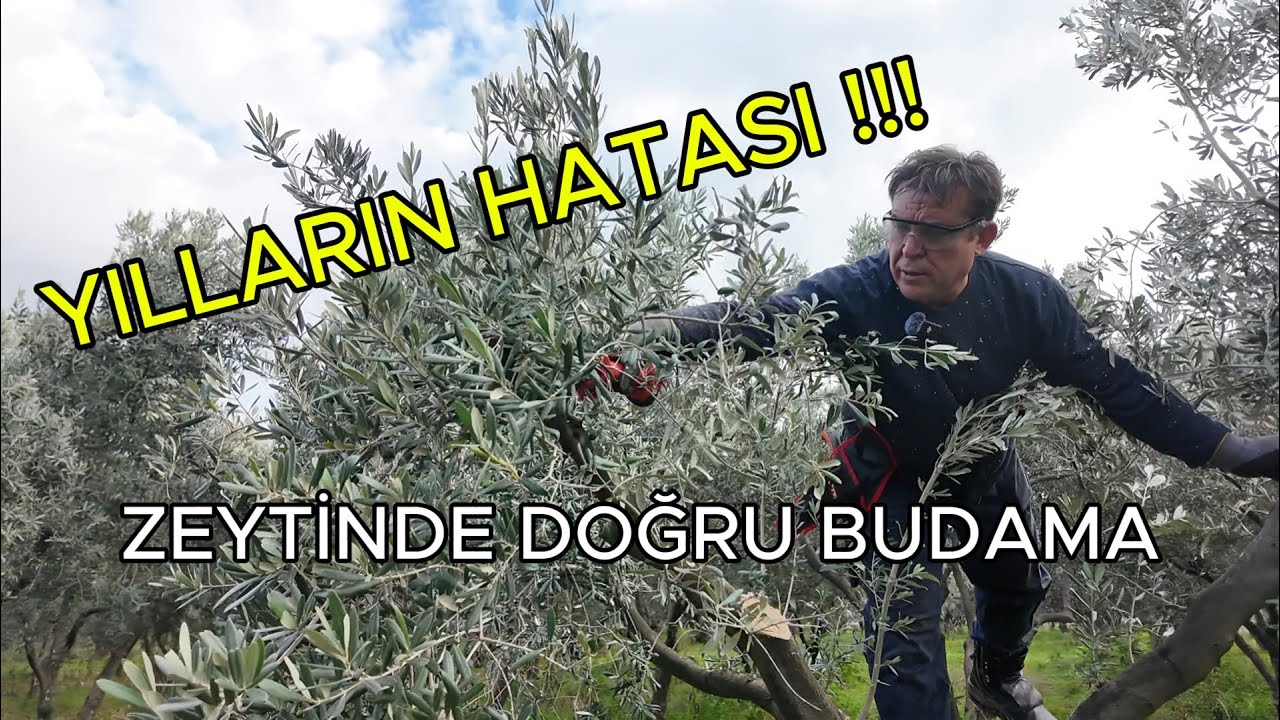 Yıllardır Yanlış Budanan Zeytin Ağaçları Nasıl Kurtarılır? / Uygulamalı Doğru Budama