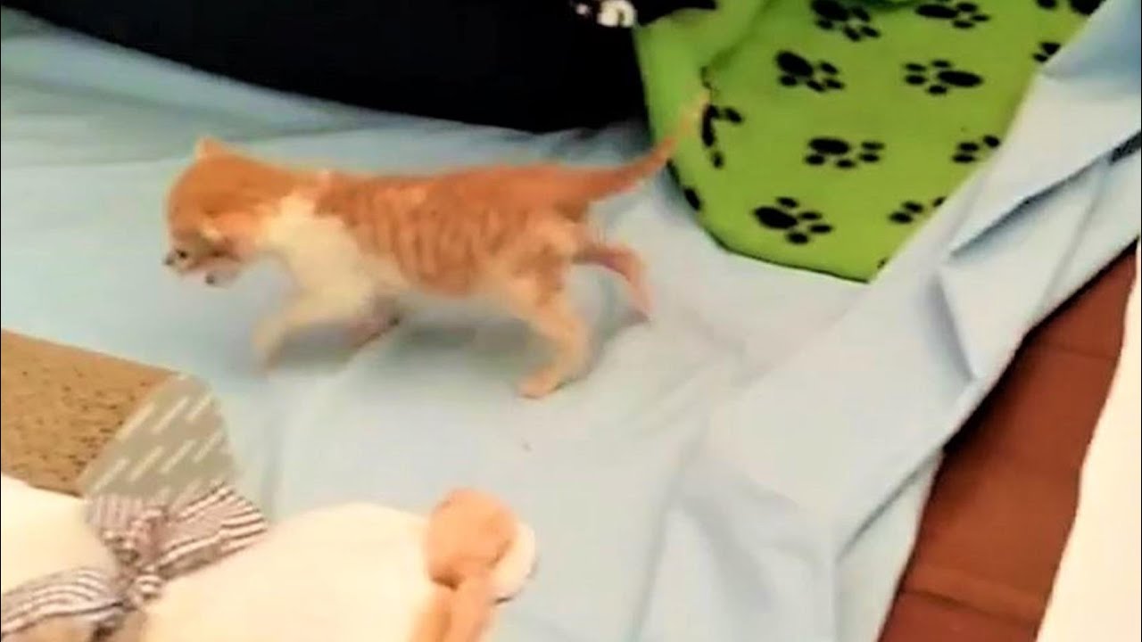 From a cold, helpless newborn near death, his journey to becoming an unstoppable, confident cat