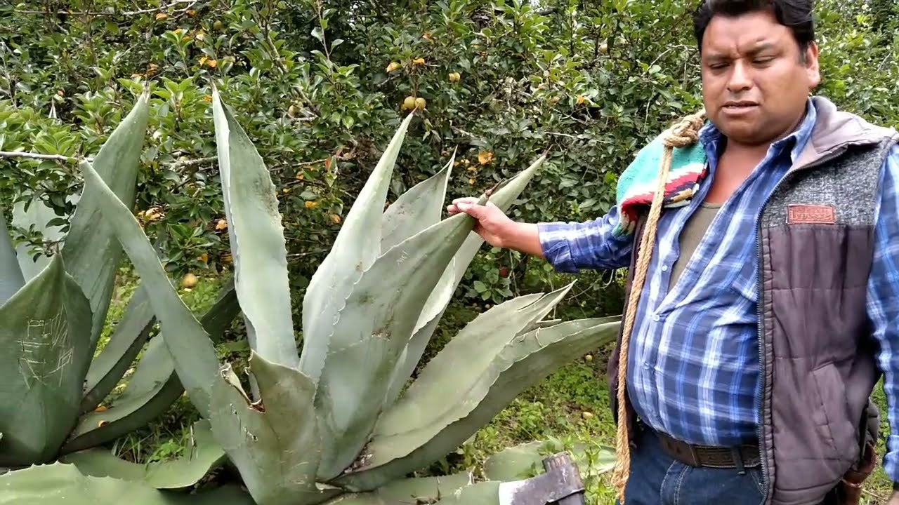 así tengo mis magueyes en el rancho