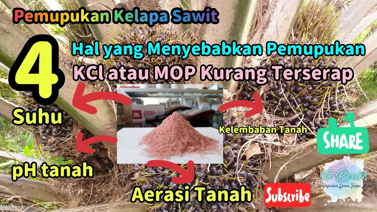 4 Hal Penyebab Pupuk KCl atau MOP Kurang Terserap