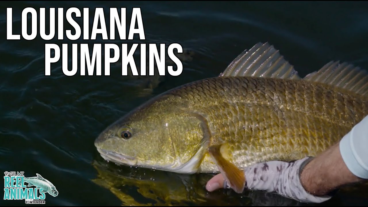 Reel Animals S11:E2 