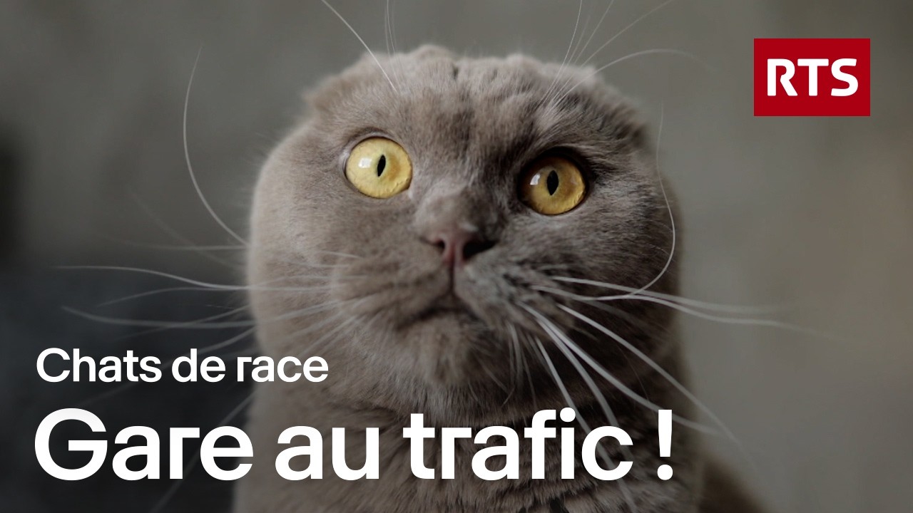 Animaux de race : comment déjouer les pièges du trafic de chiens et chats en Suisse | RTS